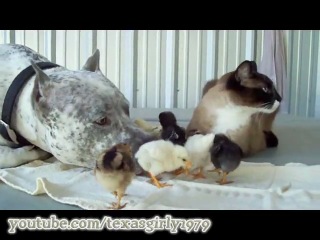 pitbull, chickens and a cat =)))